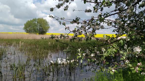 Swan on a Forest Swamp Lake Khmelnytskyi Ukraine 4