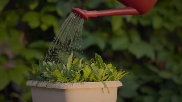 Growing spinach in the garden