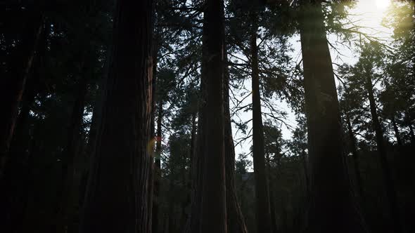 Giant Sequoia Trees at Summertime in Sequoia National Park, California alt