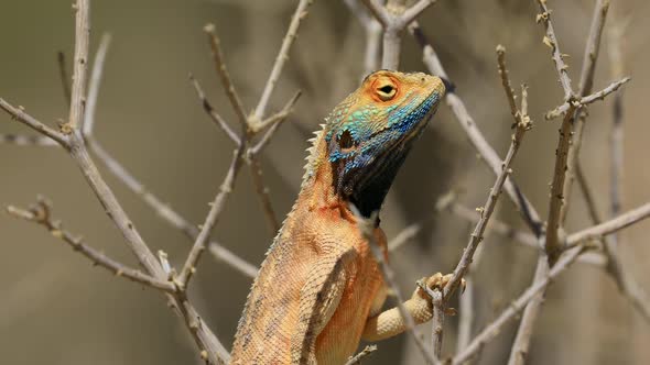 Male Ground Agama On A Branch alt
