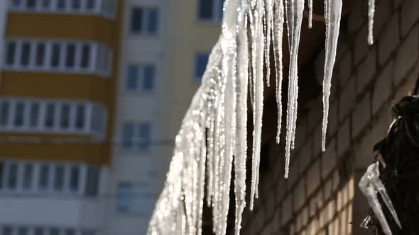 Icicles Hanging from Roof Begin to Melt with the Coming of Spring