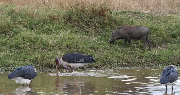 952018 Marabou Stork, leptoptilos crumeniferus, Group Fishing at the Water Hole, Masai Mara Park in alt