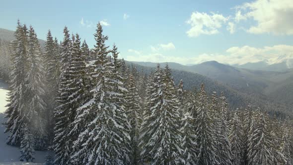 Aerial View of Tall Pine Trees Covered with Fresh Fallen Snow in Winter Mountain Forest on Cold alt