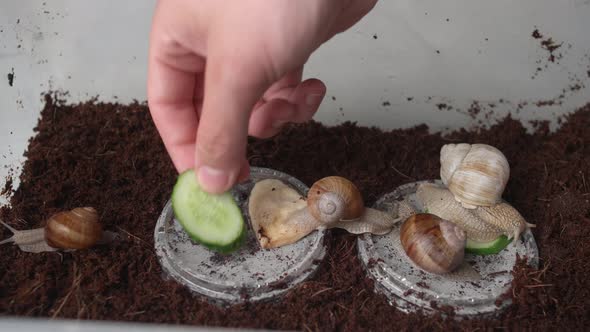 Grape snails at home waiting to be fed, the concept of shellfish