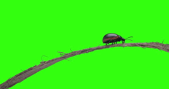 Bug Walking Greenscreen