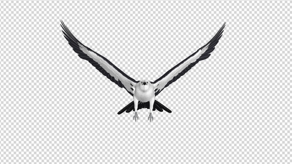 Swallowtail Kite - 4K Flying Loop - Front View