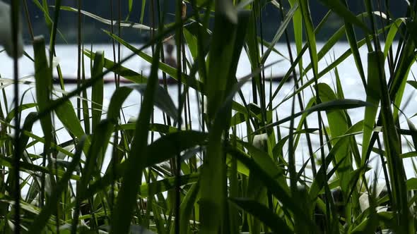 Kayak Passing Shore Grass alt
