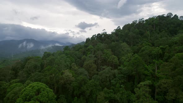 Tropical Rainforest Trees on Hill