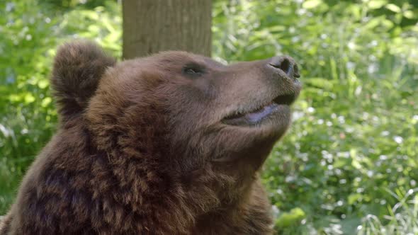 Front view of brown bear. Portrait of Kamchatka bear (Ursus arctos beringianus)