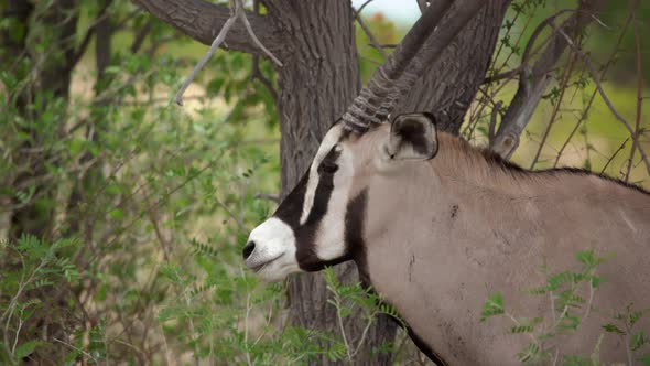 Oryx Antelope in the Wild