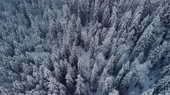 Aerial Flying Above Winter Forest in Mountain Valley alt