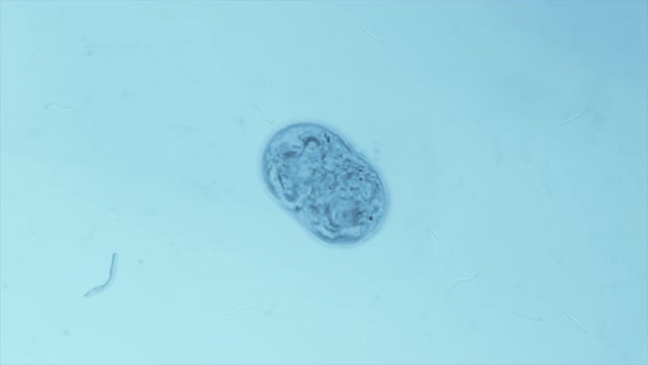 Analyzing the Mitosis Process of the Bacteria Cells for Microbiology ...