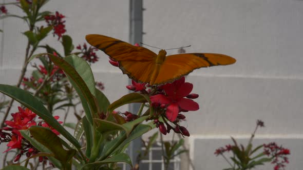 Beautiful orange butterfly flaps wings on red flower alt