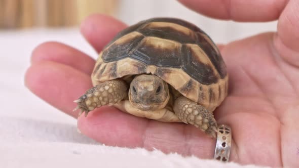 Close up on woman's hand, holding a baby leopard tortoise 120fps alt