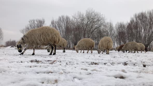 Farm Sheep On The Snow alt