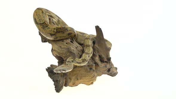 Columbian Boa or Boa Constrictor Imperator on Wooden Snag Isolated in White alt