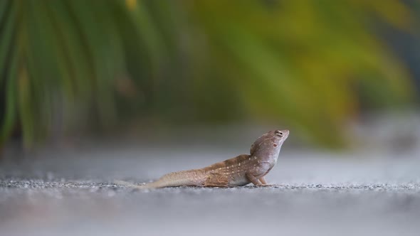 Macro Closeup of Blown Alone Lizard Warming on Summer Sun alt