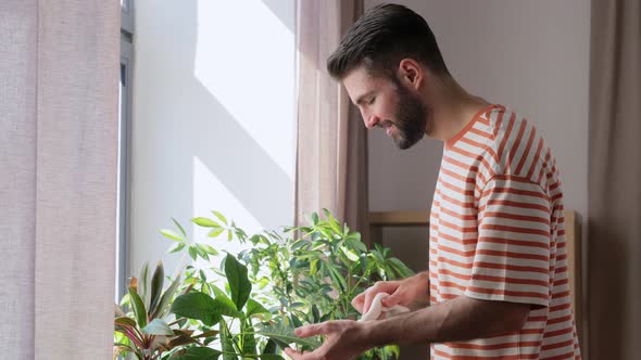 Man Cleaning Houseplant with Tissue at Home