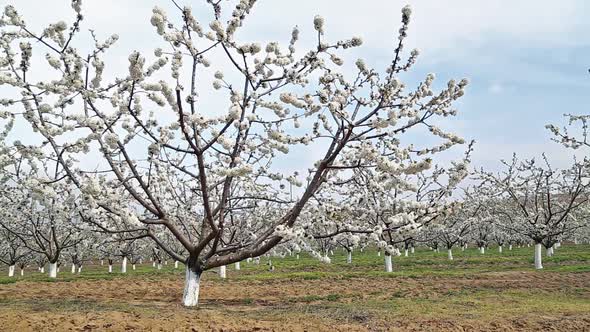 Orchard of Cherry Trees