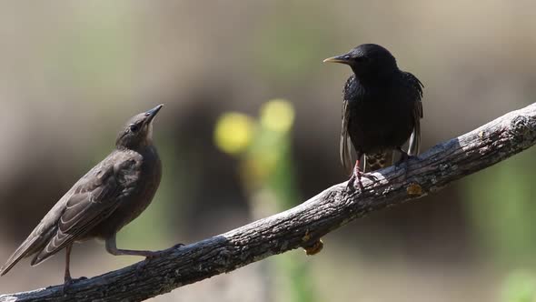 Common starling, Sturnus vulgaris. Adult and young birds sitting on a branch