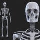 Skeleton Rotate - VideoHive Item for Sale