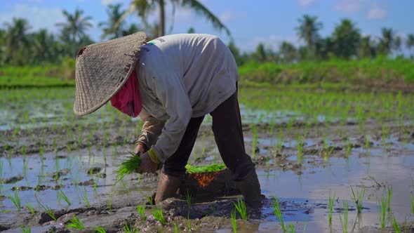 Two Undefined Women Planting Rice Seedlings on a Big Field Surrounded with Palm Trees. Rice alt