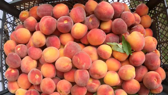 Fresh Peaches In Blue Crates Ready For Sale At The Market