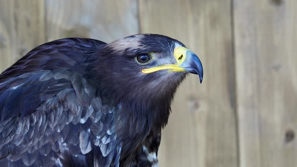 The steppe eagle is a bird of prey. (Aquila rapax)	