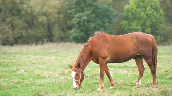 Beautiful Chestnut Horse Grazing in Summer Field alt
