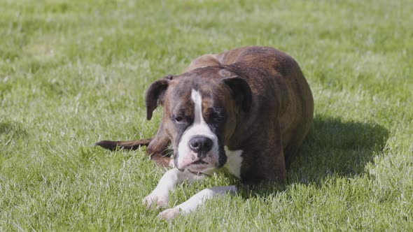 Adorable Boxer Dog Relaxing on Grass Outside alt