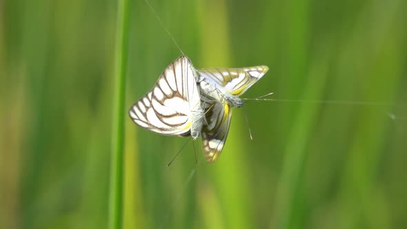 Slow motion two butterflies trapped by spider web alt