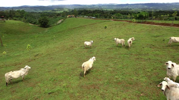 Vacas blancas en el potrero alt