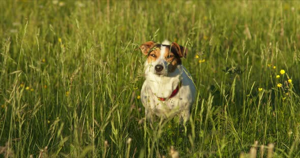 Dog Breed Jack Russell Walk on the Grass in the Park in the Rays of the Sun alt