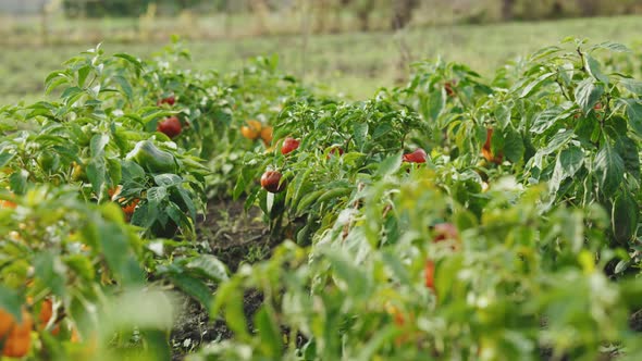 Red and Yellow Ripe Bell Peppers Hanging on the Plant After Rain alt
