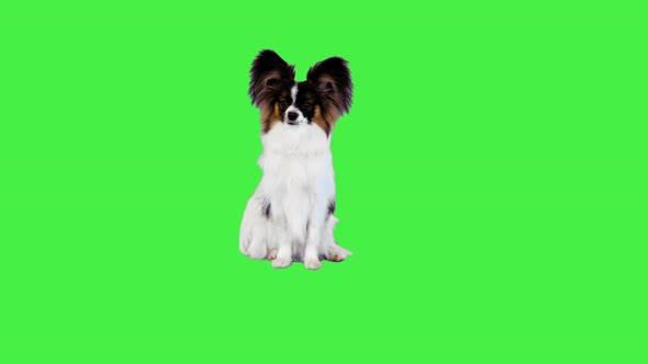 Papillon Sitting and Looking to Camera on a Green Screen Chroma Key