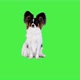 Papillon Sitting and Looking to Camera on a Green Screen Chroma Key