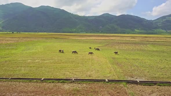 Drone Flies Above Water Canal and Buffaloes on Field alt