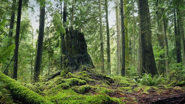 Moving Past Tree Stump in the Forest alt