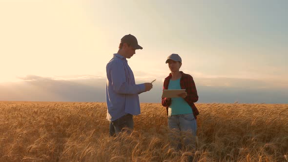 Farmers Male and Female Working with a Tablet in Wheat Field, in the Sunset Light. Businessmen alt