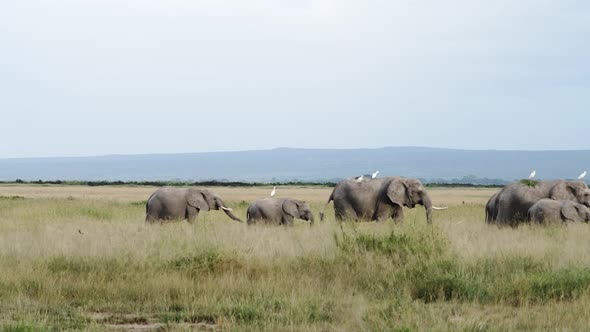 Crowded Elephant Herd Walking