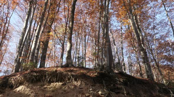 Low angle of trees in a forest alt