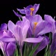 Time-lapse of growing and dying purple crocus - VideoHive Item for Sale