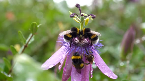 Bumblebees pollinating blooming flower covered with raindrops alt