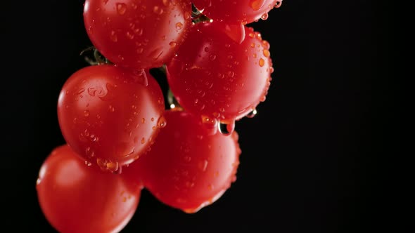 Camera Sliding Over a Branch of Ripe Red Tomatoes in Drops of Water Against a Black Background with alt