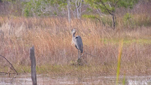 Great blue heron preening itself by a marsh area in Florida alt