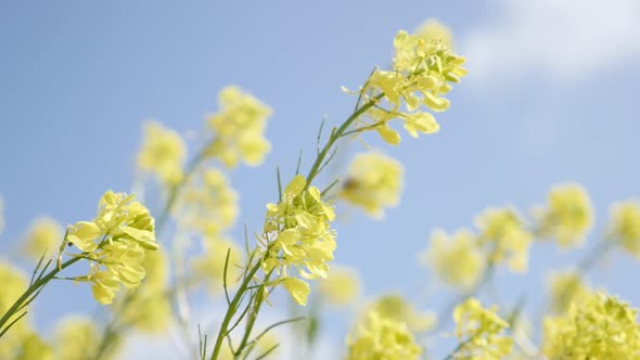 Yellow oilseed rape  flower  in slow motion  against blue sky 1920X1080 HD footage - On the wind Bra