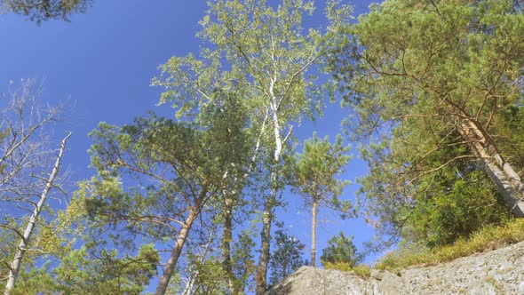 The View of the Tall Trees in the Granite Plateau in the Forest