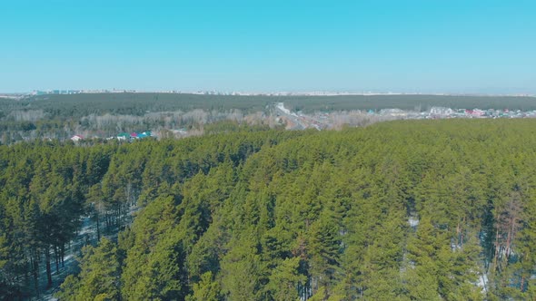 Evergreen Pine Trees with Snow on Ground Surround Village alt