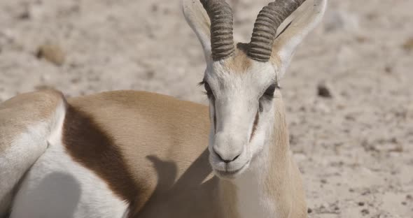 Springbok Chewing