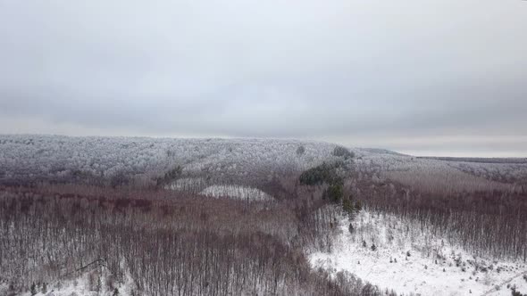 Winter Forest On The Hill